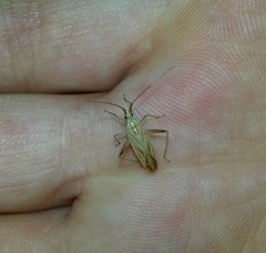 Miridius quadrivirgatus