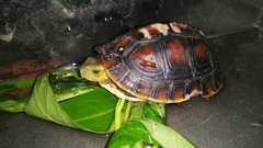 Cuora flavomarginata