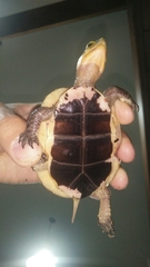 Cuora flavomarginata