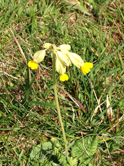 Primula veris veris
