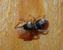 Heliophanus flavipes