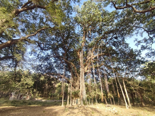 Indian banyan