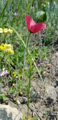 Papaver dubium stevenianum