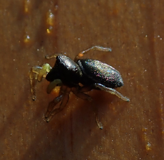 Heliophanus flavipes