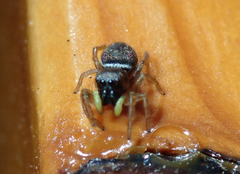 Heliophanus flavipes