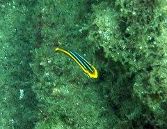 Pentapodus paradiseus