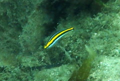 Pentapodus paradiseus