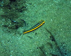 Pentapodus paradiseus