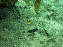 Pentapodus paradiseus