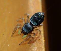 Heliophanus flavipes