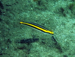 Pentapodus paradiseus