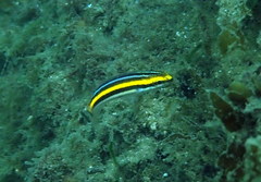 Pentapodus paradiseus