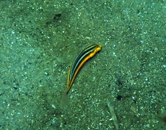 Pentapodus paradiseus