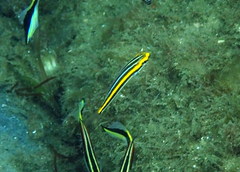 Pentapodus paradiseus