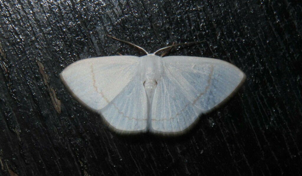 Teldenia unistrigata