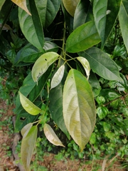 Elaeocarpus nitentifolius