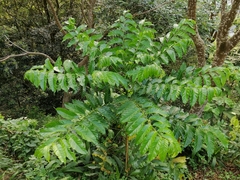 Ailanthus fordii