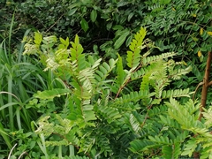 Gleditsia fera