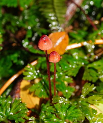 Mycena toyerlaricola