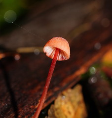Mycena toyerlaricola