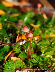 Mycena toyerlaricola