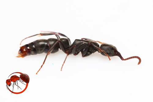 Platythyrea inermisPlatythyrea inermis