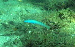 Ptereleotris monoptera