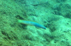 Ptereleotris monoptera