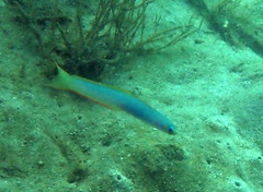 Ptereleotris monoptera