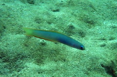 Ptereleotris monoptera