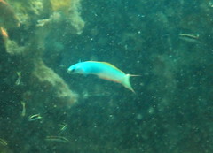 Ptereleotris monoptera