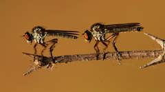 Ommatiinae