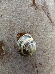 Cepaea nemoralis