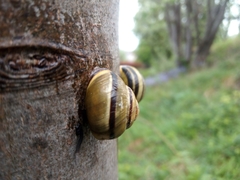 Cepaea nemoralis