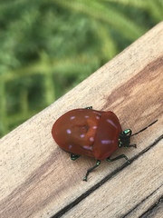 Poecilocoris druraei