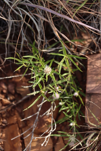 Image of Grassveld Karmedik (Dicoma anomala) by (c) Tony Rebelo, some rights reserved (CC BY-SA)