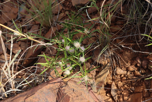 Image of Grassveld Karmedik (Dicoma anomala) by (c) Tony Rebelo, some rights reserved (CC BY-SA)