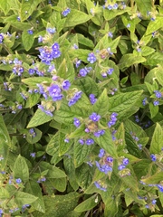 Pentaglottis sempervirens