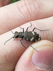 Cicindela sylvicola