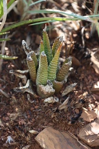 Image of Haworthiopsis limifolia by (c) Tony Rebelo, some rights reserved (CC BY-SA)