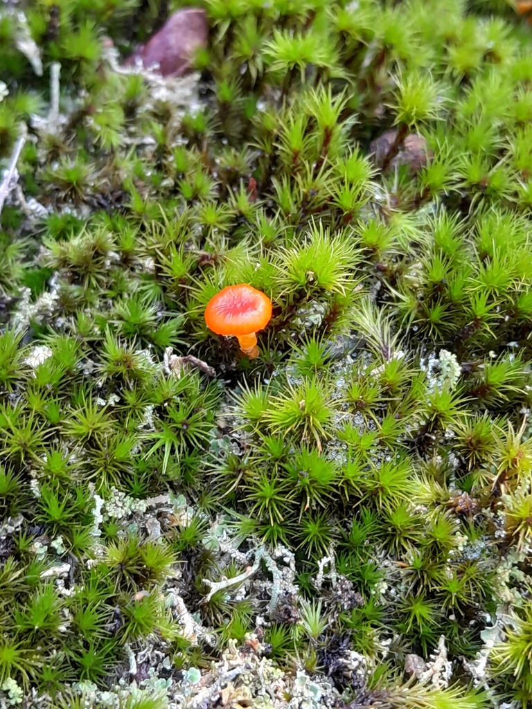Hygrocybe · March 2024 · photo: © unaecoturismo (iNaturalist, cc-by-sa)