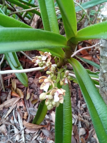 Acampe pachyglossa