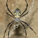 Argiope pictula - Photo (c) Naufal Urfi Dhiya'ulhaq, some rights reserved (CC BY-NC), uploaded by Naufal Urfi Dhiya'ulhaq