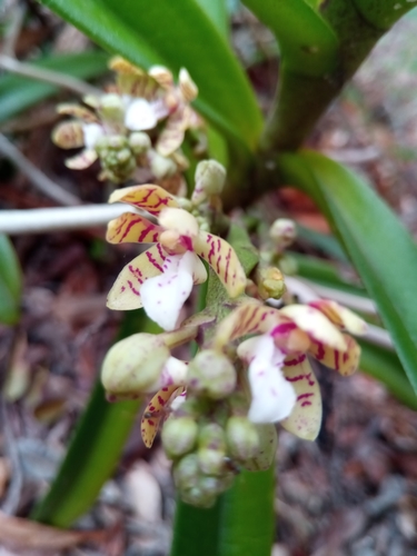Acampe pachyglossa