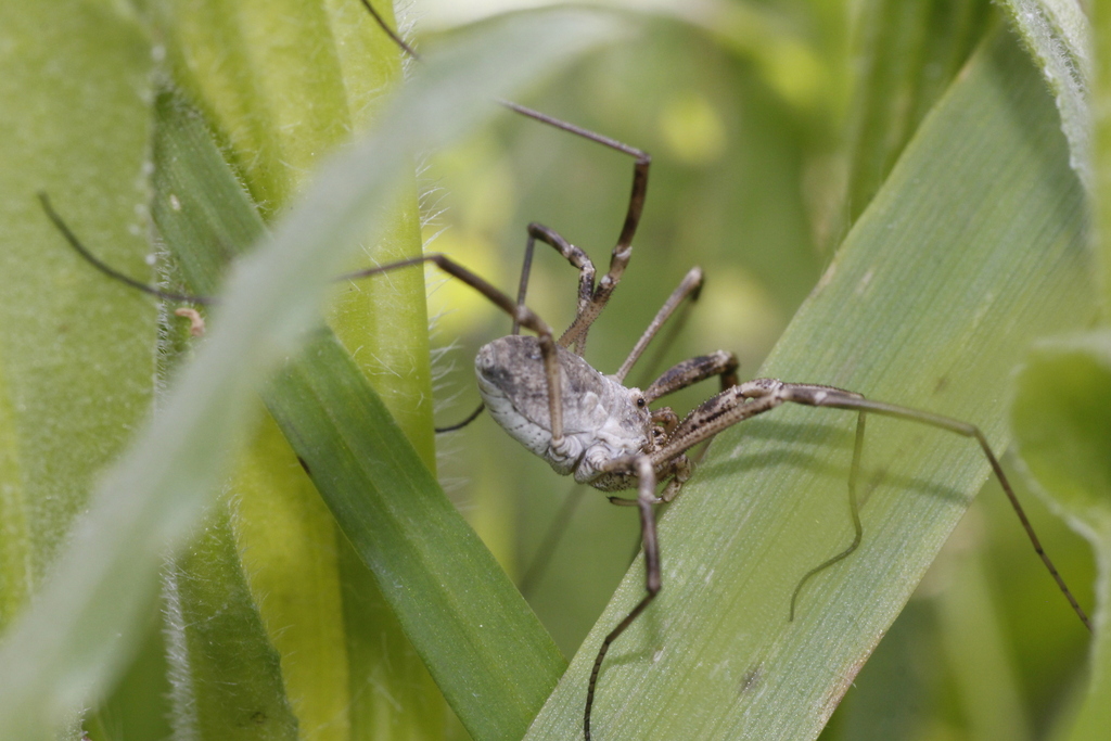 Metadasylobus echinifrons
