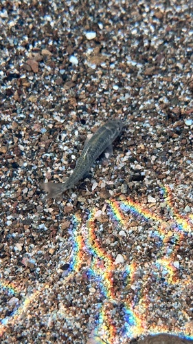 Oman-garra (Garra barreimiae) — Cyprinidae — 4