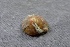 Clanculus clangulus