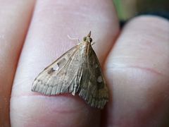 Mnesictena marmarina