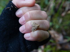 Mnesictena marmarina
