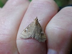 Mnesictena marmarina
